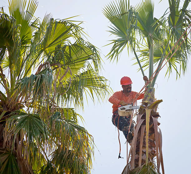 Large Tree Removal in Capitol View, SC